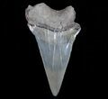 Bargain Fossil Mako Shark Tooth - Georgia #75054-1